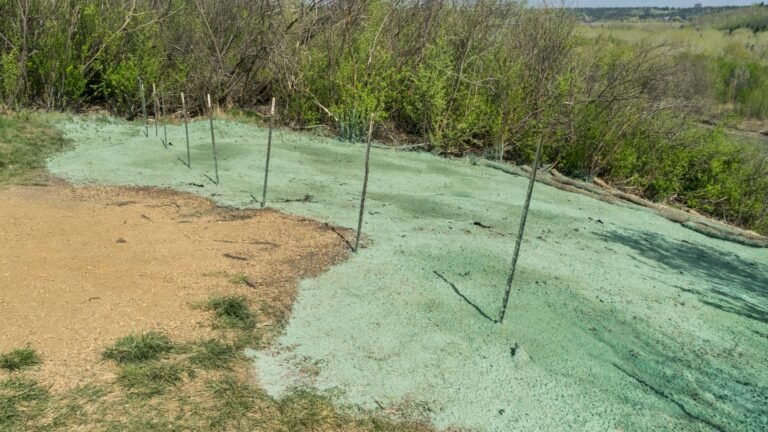 DIY Hydroseeding Guide NZ: Step-By-Step Lawn Seeding For A Lush, Green Yard