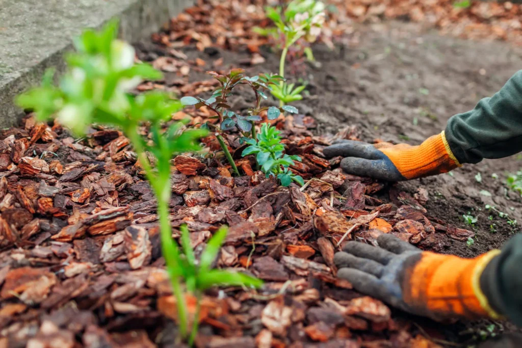 Hydroseeding Auckland and Hydroseeding North Shore – mulching for soil retention and plant growth