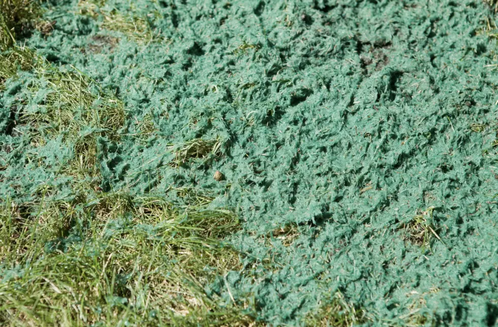 Hydroseeding Auckland and Hydroseeding North Shore – newsletter for the latest updates on hydroseeding and land restoration