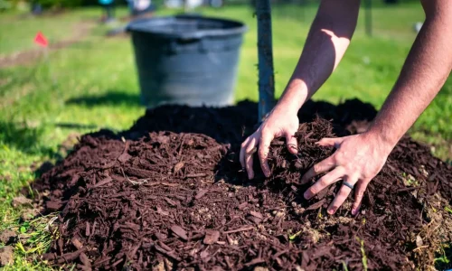 Hydroseeding Auckland and Hydroseeding North Shore – mulching with organic mulch to protect soil and promote healthy plant growth